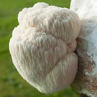 Lion's Mane Powder — ingredient in Cerebrozen