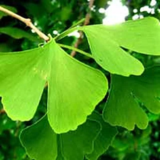 Ginkgo Biloba — ingredient in Cerebrozen